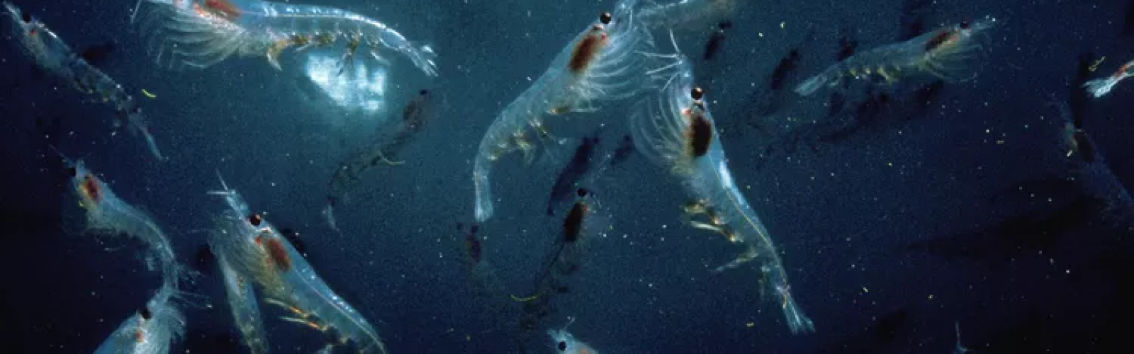A Swarm of Krill